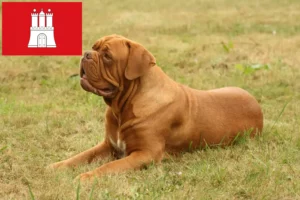 Read more about the article Hodowcy i szczenięta Dogue de Bordeaux w Hamburg