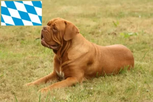 Read more about the article Hodowcy i szczenięta Dogue de Bordeaux w Bawaria