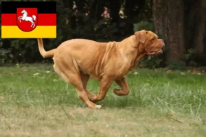 Read more about the article Hodowcy i szczenięta Dogue de Bordeaux w Dolna Saksonia