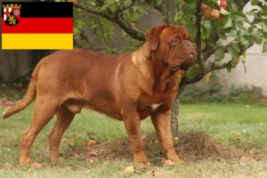 Read more about the article Hodowcy i szczenięta Dogue de Bordeaux w Nadrenia-Palatynat