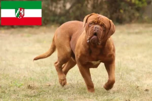 Read more about the article Hodowcy i szczenięta Dogue de Bordeaux w Nadrenia Północna-Westfalia