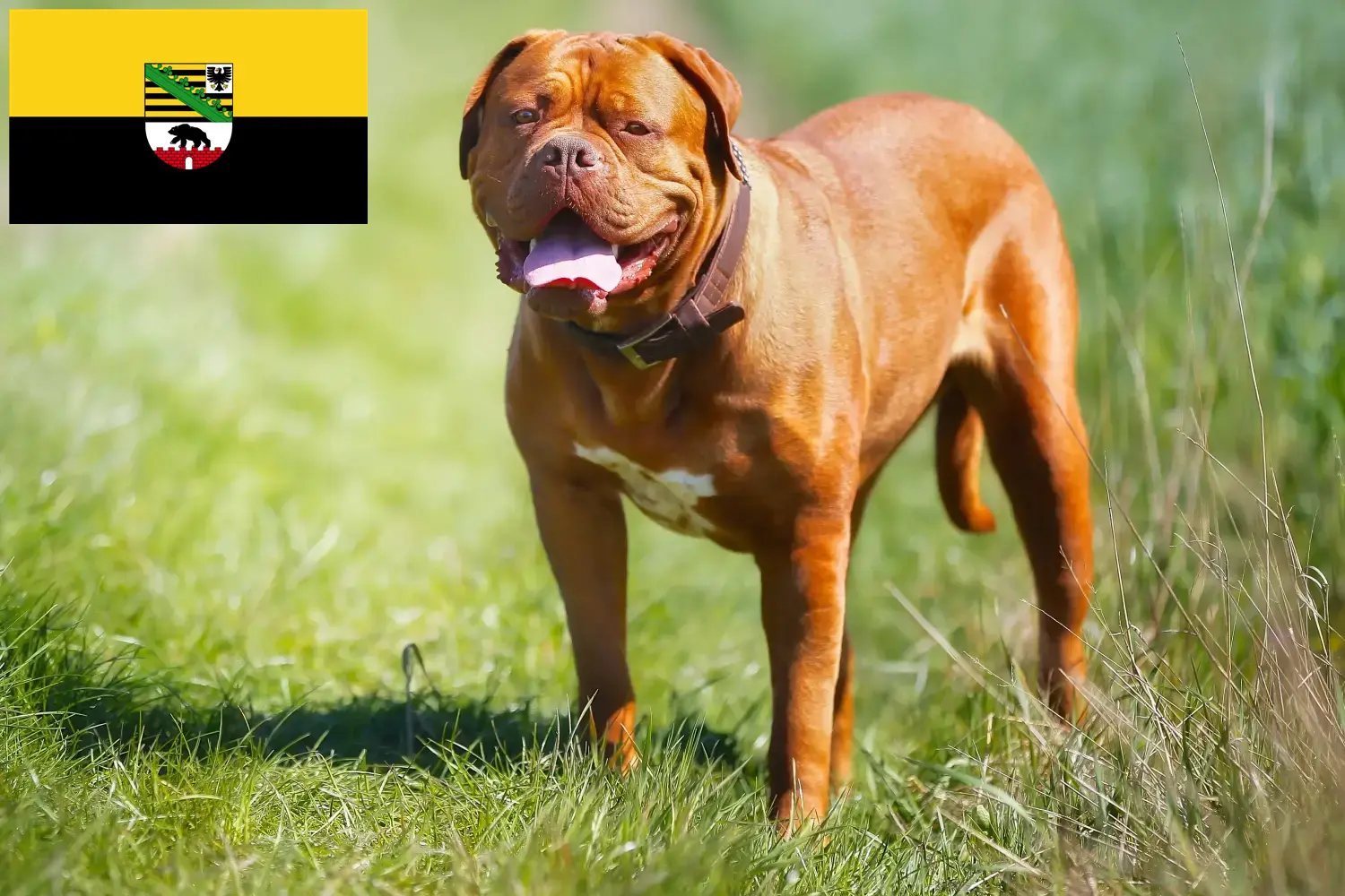 Read more about the article Hodowcy i szczenięta Dogue de Bordeaux w Saksonia-Anhalt