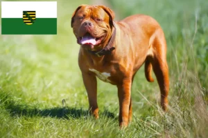 Read more about the article Hodowcy i szczenięta Dogue de Bordeaux w Saksonia