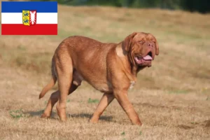 Read more about the article Hodowcy i szczenięta Dogue de Bordeaux w Szlezwik-Holsztyn