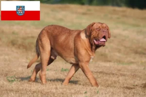 Read more about the article Hodowcy i szczenięta Dogue de Bordeaux w Turyngia