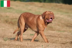 Read more about the article Hodowcy i szczenięta Dogue de Bordeaux w Włochy