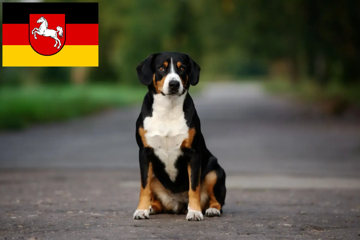 Read more about the article Entlebucher Hodowca psów górskich i szczeniąt w Dolnej Saksonii