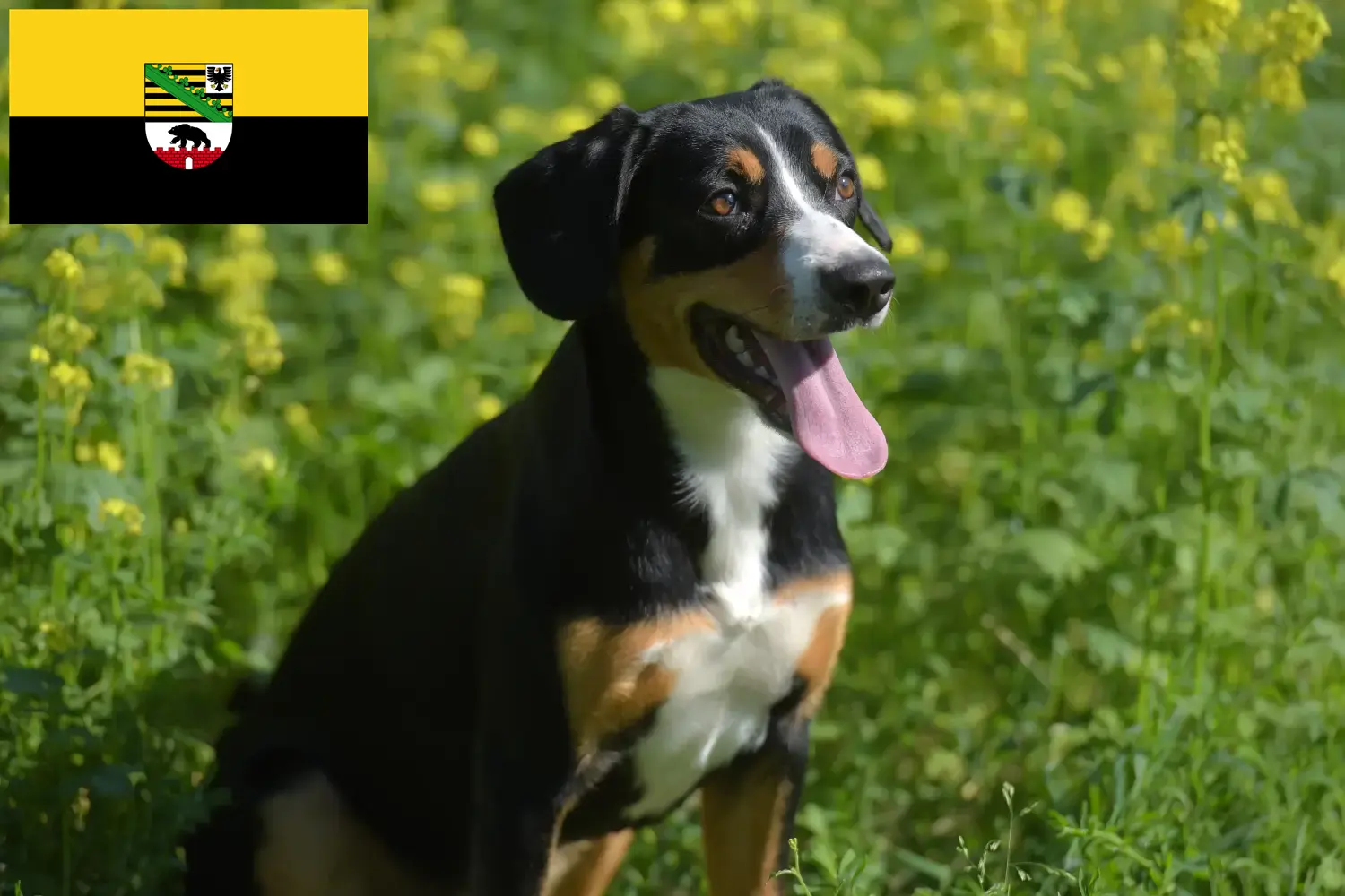 Read more about the article Entlebucher Hodowca psów górskich i szczeniąt w Saksonii-Anhalt