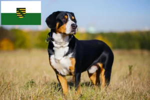 Read more about the article Entlebucher Hodowca psów górskich i szczeniąt w Saksonii