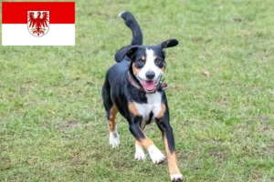 Read more about the article Entlebucher Hodowla psów górskich i szczeniąt w Brandenburgii