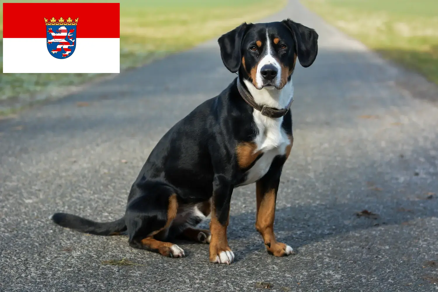 Read more about the article Entlebucher Hodowca psów górskich i szczeniąt w Hesji