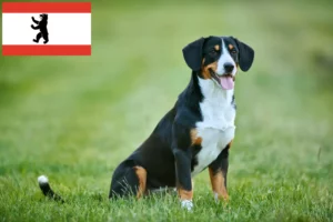 Read more about the article Entlebucher Hodowca psów pasterskich i szczeniąt w Berlinie