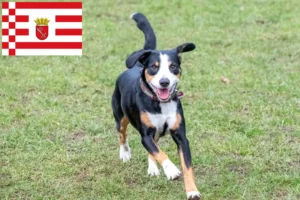 Read more about the article Entlebucher Hodowca psów pasterskich i szczeniąt w Bremie