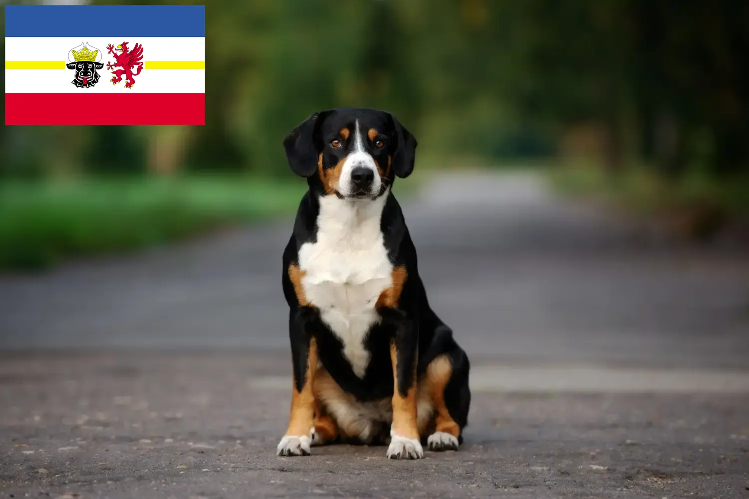 Read more about the article Entlebucher Hodowla psów górskich i szczeniąt w Meklemburgii-Pomorzu Przednim