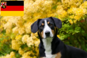 Read more about the article Entlebucher Hodowla psów górskich i szczeniąt w Nadrenii-Palatynacie