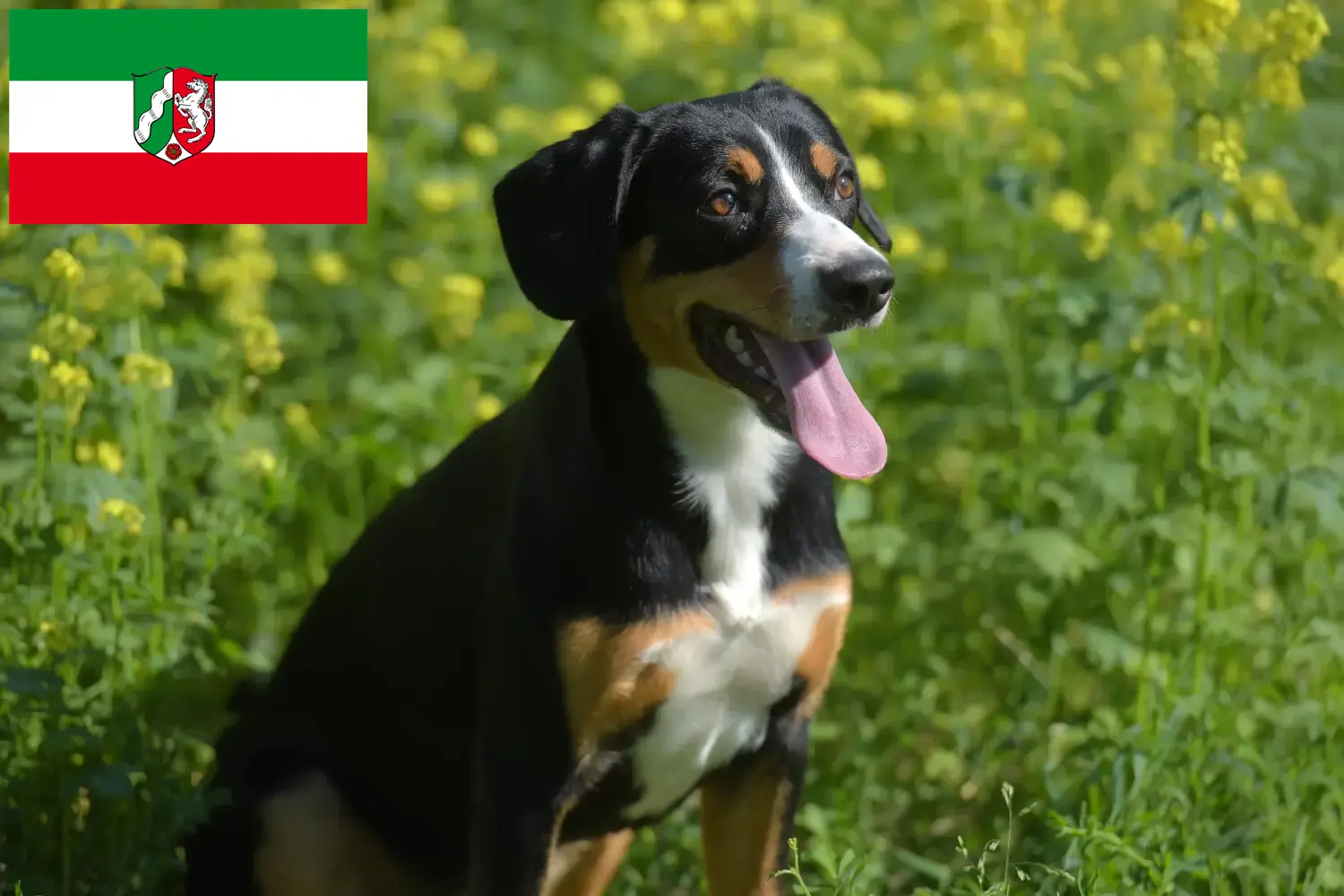 Read more about the article Entlebucher Hodowla psów górskich i szczeniąt w Nadrenii Północnej-Westfalii