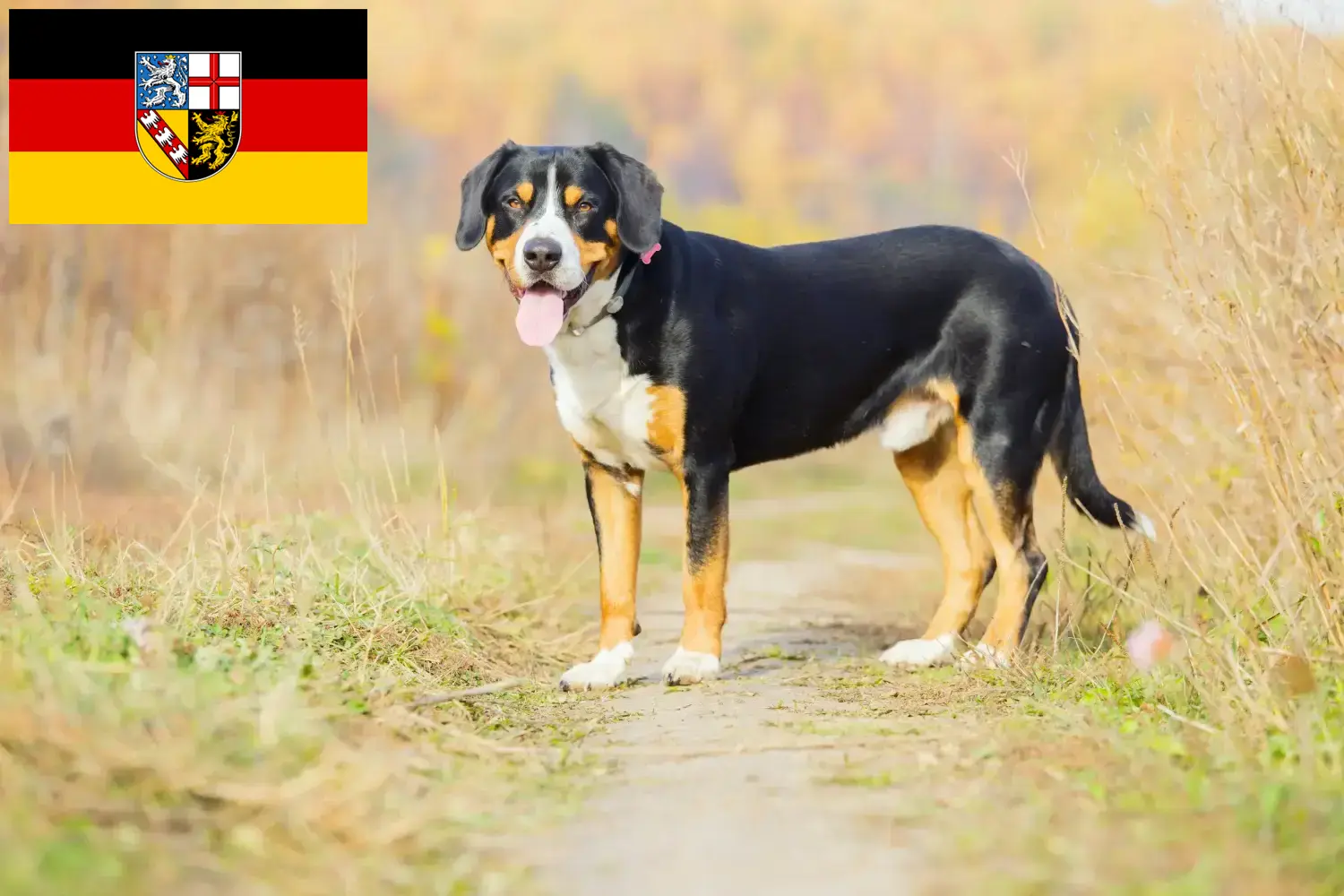 Read more about the article Entlebuch Hodowca psów górskich i szczeniąt w Kraju Saary