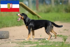 Read more about the article Entlebucher Hodowca psów pasterskich i szczeniąt w Szlezwiku-Holsztynie