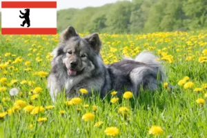 Read more about the article Eurasier hodowca i szczenięta w Berlin