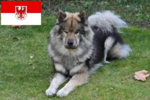 Read more about the article Hodowcy i szczenięta Eurasier w Brandenburgia