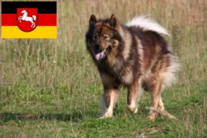 Read more about the article Hodowcy i szczenięta Eurasier w Dolna Saksonia