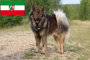 Read more about the article Hodowcy i szczenięta Eurasier w Nadrenia Północna-Westfalia