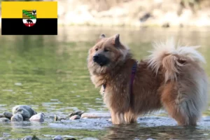 Read more about the article Hodowcy i szczenięta Eurasier w Saksonia-Anhalt