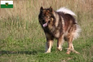 Read more about the article Hodowcy i szczenięta Eurasier w Saksonia