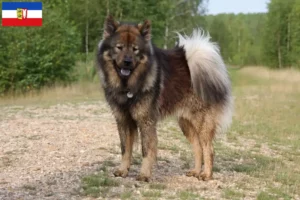 Read more about the article Hodowcy i szczenięta Eurasier w Szlezwik-Holsztyn