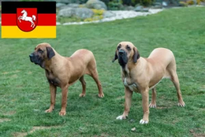 Read more about the article Fila Brasileiro hodowcy i szczenięta w Dolna Saksonia