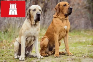 Read more about the article Fila Brasileiro hodowcy i szczenięta w Hamburg