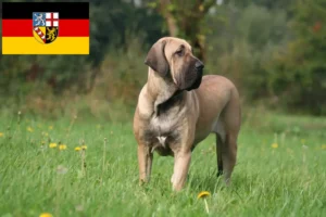 Read more about the article Fila Brasileiro hodowcy i szczenięta w Kraj Saary