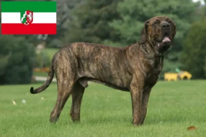 Read more about the article Fila Brasileiro hodowcy i szczenięta w Nadrenia Północna-Westfalia