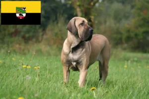 Read more about the article Fila Brasileiro hodowcy i szczenięta w Saksonia-Anhalt