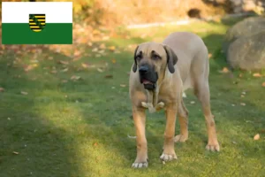 Read more about the article Fila Brasileiro hodowcy i szczenięta w Saksonia