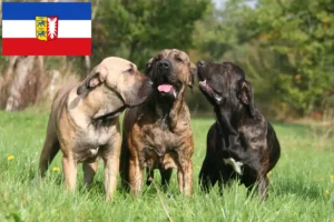 Read more about the article Fila Brasileiro hodowcy i szczenięta w Szlezwik-Holsztyn