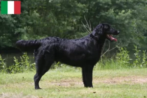 Read more about the article Hodowcy i szczenięta Flat Coated Retriever w Włochy