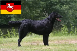 Read more about the article Hodowcy i szczenięta Flat Coated Retriever w Dolna Saksonia