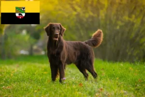 Read more about the article Hodowcy i szczenięta Flat Coated Retriever w Saksonia-Anhalt