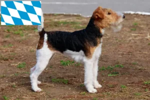 Read more about the article Hodowcy i szczenięta fox terrier w Bawaria