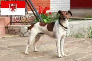 Read more about the article Hodowcy i szczenięta Fox terrier w Brandenburgia