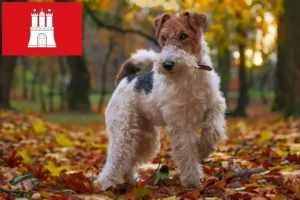 Read more about the article Hodowcy i szczenięta fox terrier w Hamburg