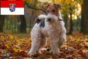 Read more about the article Hodowcy i szczenięta fox terrier w Hesja