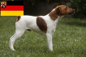 Read more about the article Hodowcy i szczenięta Fox terrier w Nadrenia-Palatynat