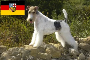 Read more about the article Hodowcy i szczenięta Fox terrier w Kraj Saary