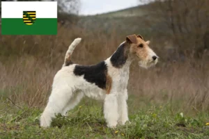 Read more about the article Hodowcy i szczenięta Fox terrier w Saksonia