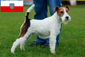 Read more about the article Hodowcy i szczenięta Fox terrier w Turyngia