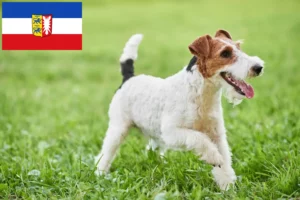 Read more about the article Hodowcy i szczenięta Fox terrier w Szlezwik-Holsztyn