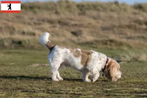 Read more about the article Grand Basset Griffon Vendéen hodowcy i szczenięta w Berlin