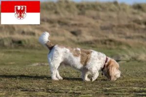 Read more about the article Grand Basset Griffon Vendéen hodowcy i szczenięta w Brandenburgia